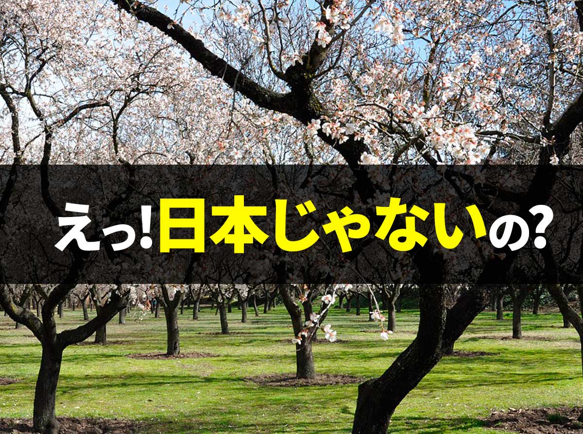 日本の桜にソックリ!外国人が愛する海外の花木が美しい