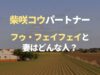 柴咲コウのパートナー フゥ・フェイフェイ氏と妻はどんな人？写真も